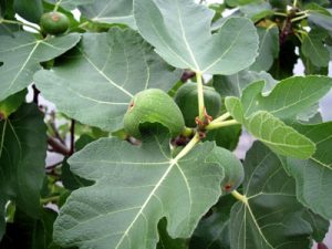 Edible plants