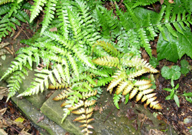 Ferns from Dawson's Yard Sheffield