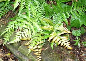 ferns2