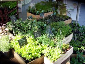 Plants - Dawson's Yard Sheffield